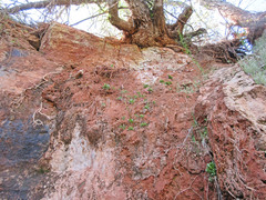 Primula pauciflora pauciflora