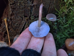 Baeospora myriadophylla