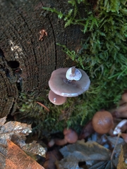 Baeospora myriadophylla