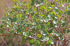 Rhus aromatica simplicifolia