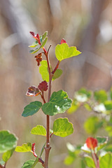 Rhus aromatica simplicifolia