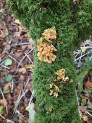 Hypocreopsis rhododendri