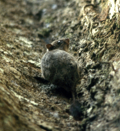 Dwarf Anomalure (Anomalurus pusillus) — Least Concern Mammalia