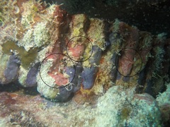 Monanchora arbuscula