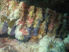Halisarca caerulea
