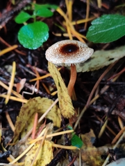Lepiota castanea