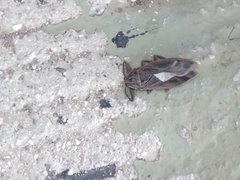 Lethocerus patruelis