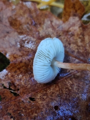 Lepiota castanea
