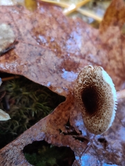 Lepiota castanea
