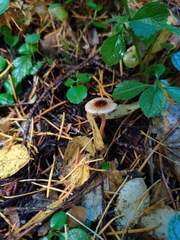 Lepiota castanea