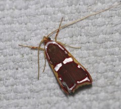 Barantola pulcherrima