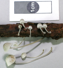 Mycena subdebilis