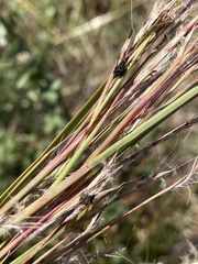 Epicoccum andropogonis