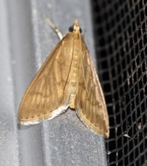 Protonoceras mitis