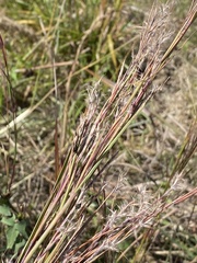 Epicoccum andropogonis