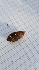 Ciboria batschiana