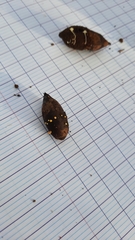Ciboria batschiana