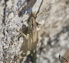 Podarcis vaucheri