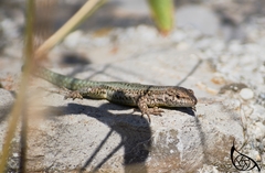 Podarcis vaucheri