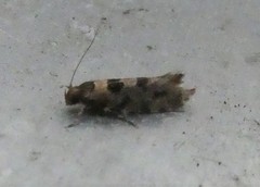 Parochmastis hilderi