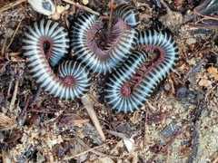 Ommatoiulus diplurus