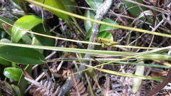 Agesander ruficornis