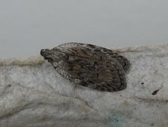 Phaeosaces compsotypa