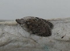 Phaeosaces compsotypa