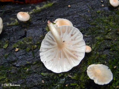 Marasmiellus alliiodorus