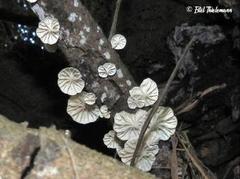 Marasmiellus alliiodorus