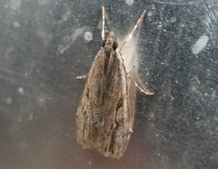 Eudonia bisinualis