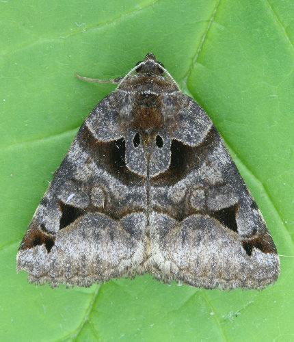 Euclidia
