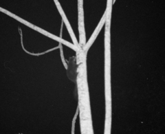 Anomalurus derbianus