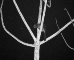 Anomalurus derbianus