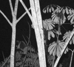 Anomalurus derbianus