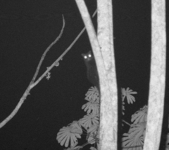 Anomalurus derbianus