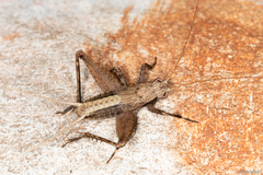 Eneoptera surinamensis