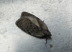 Phaeosaces compsotypa