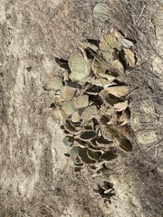 Opuntia basilaris