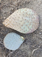 Opuntia basilaris