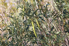 Tecoma stans angustata