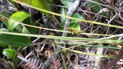 Agesander ruficornis