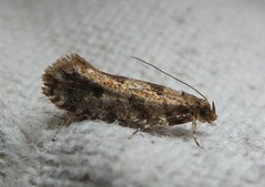 Parochmastis hilderi