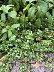 Chaenostoma cordatum