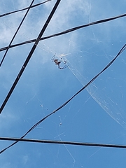 Trichonephila clavipes