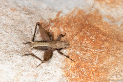 Eneoptera surinamensis