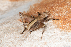 Eneoptera surinamensis