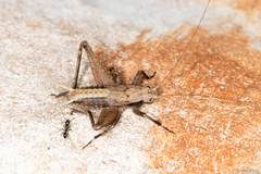 Eneoptera surinamensis