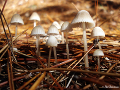Mycena alcalina