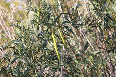 Tecoma stans angustata